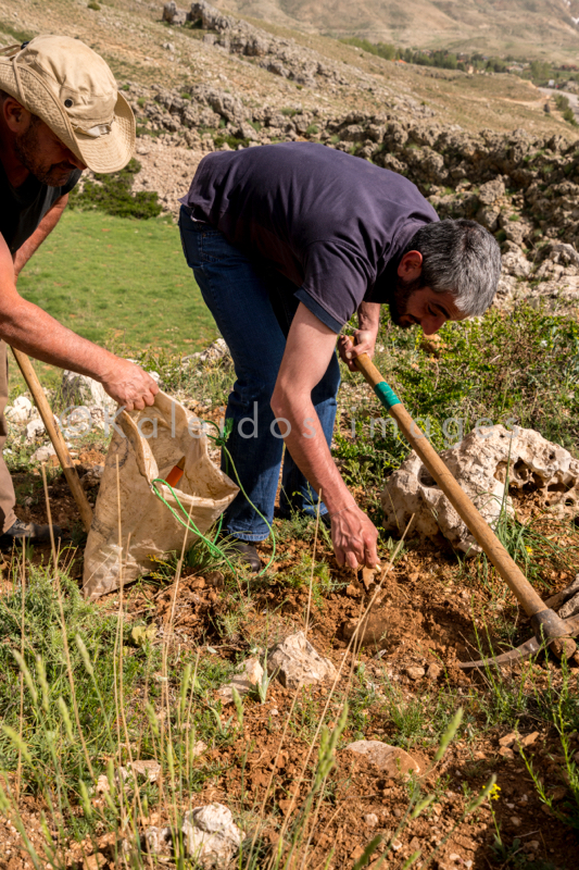 Al Arz;Iris;Iris Cedreti;Kaleidos;Kaleidos images;Liban;Moyen Orient;Proche Orient;Tarek Charara;Youssef Tawk;Fleurs;Endémiques;Espèces endémiques;Espèces menacées d'extinction